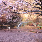 Sakura　mid-night colors