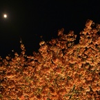夜桜～月夜