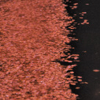 Sakura bullet