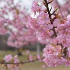 河津桜_05