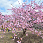 河津桜_06