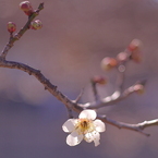 春陽（はるひ）：写真句