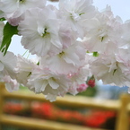 寸景06
