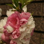 DSC00743