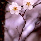 双花