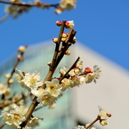 芝公園の梅花5
