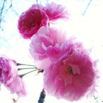 八重桜