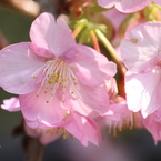 お花強調