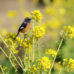 菜の花とジョウビタキ