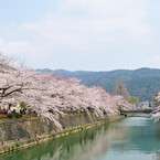 仁王門通・琵琶湖疏水の桜並木