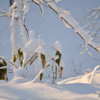 ふらり散歩　名残り雪
