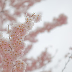 ふんわり桜