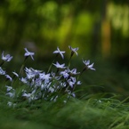 時分の花(ハナニラ)