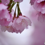 弥生花ー34