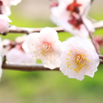 梅・開花！ ～ 春は近い ～ 10