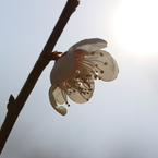梅・開花！ ～ 春は近い ～ 11