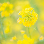 ソレイユの丘の菜の花