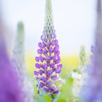 ルピナスと菜の花畑