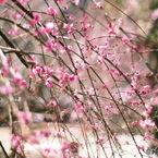 庄原　備北丘陵公園２４