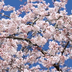 近寄ってみる