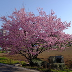 満開！ 川津桜。