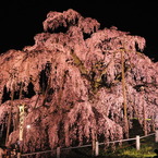 滝桜　満開！