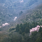 春は曙１