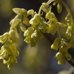 トサミズキは大きな花穂-1