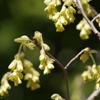 トサミズキは大きな花穂-2