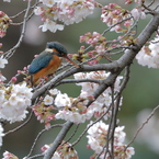 本日の桜カワセミ　♀