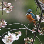 本日の桜カワセミ　♂