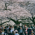 桜見物