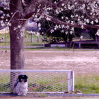 Belle under the Kobushi tree 2016