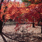 公園の紅葉