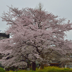 大学通り6