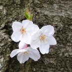 足立区花畑公園の桜5