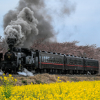 真岡鐡道　桜咲いてません1