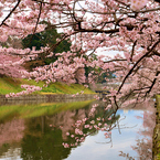 濠端の春
