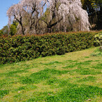 しだれ桜