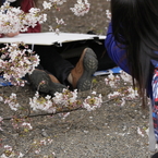 桜見る人々－５