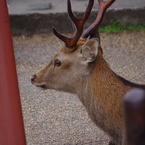 角だ☆はろー