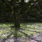 和歌山城の桜 #9