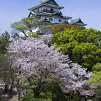 和歌山城の桜 #12