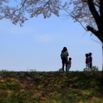 満開の桜樹往来-5(2016桜花-15)
