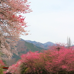 2016花のわたらせ渓谷鐵道⑥