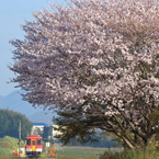 桜の季節