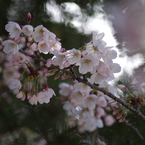 桜・さくら・サクラ-5