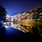 彦根城濠端夜桜