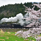 桜とＳＬやまぐち号