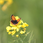 蝶と菜の花②